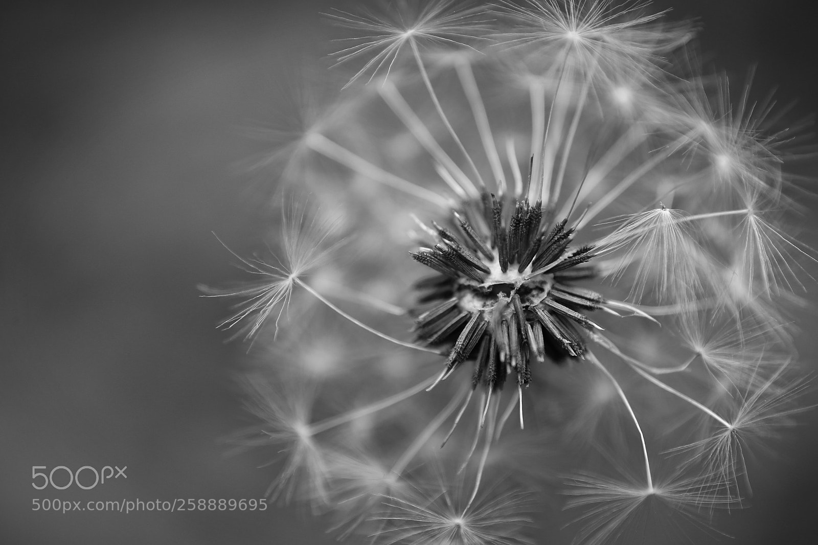 Canon EOS 6D sample photo. Dandelion photography