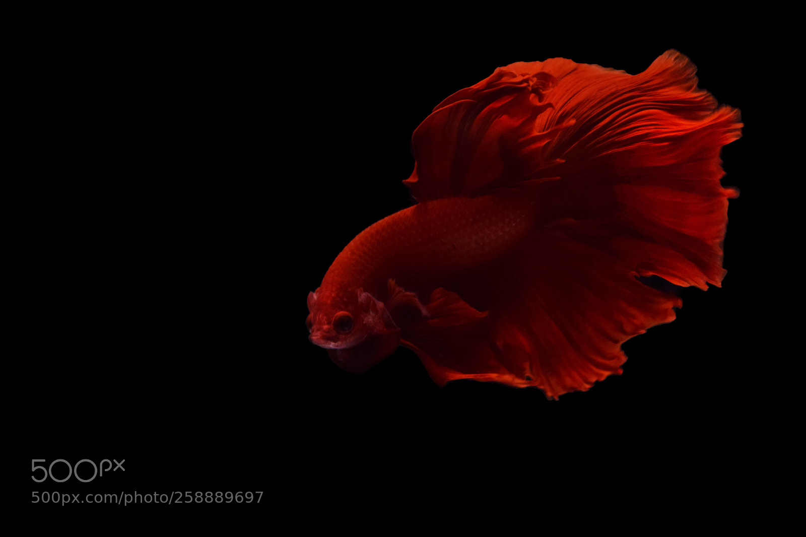 Nikon D5300 sample photo. Fighting fish photography