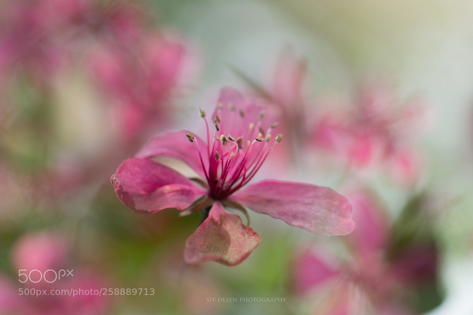 Nikon D7100 sample photo. ~ pink ~ photography