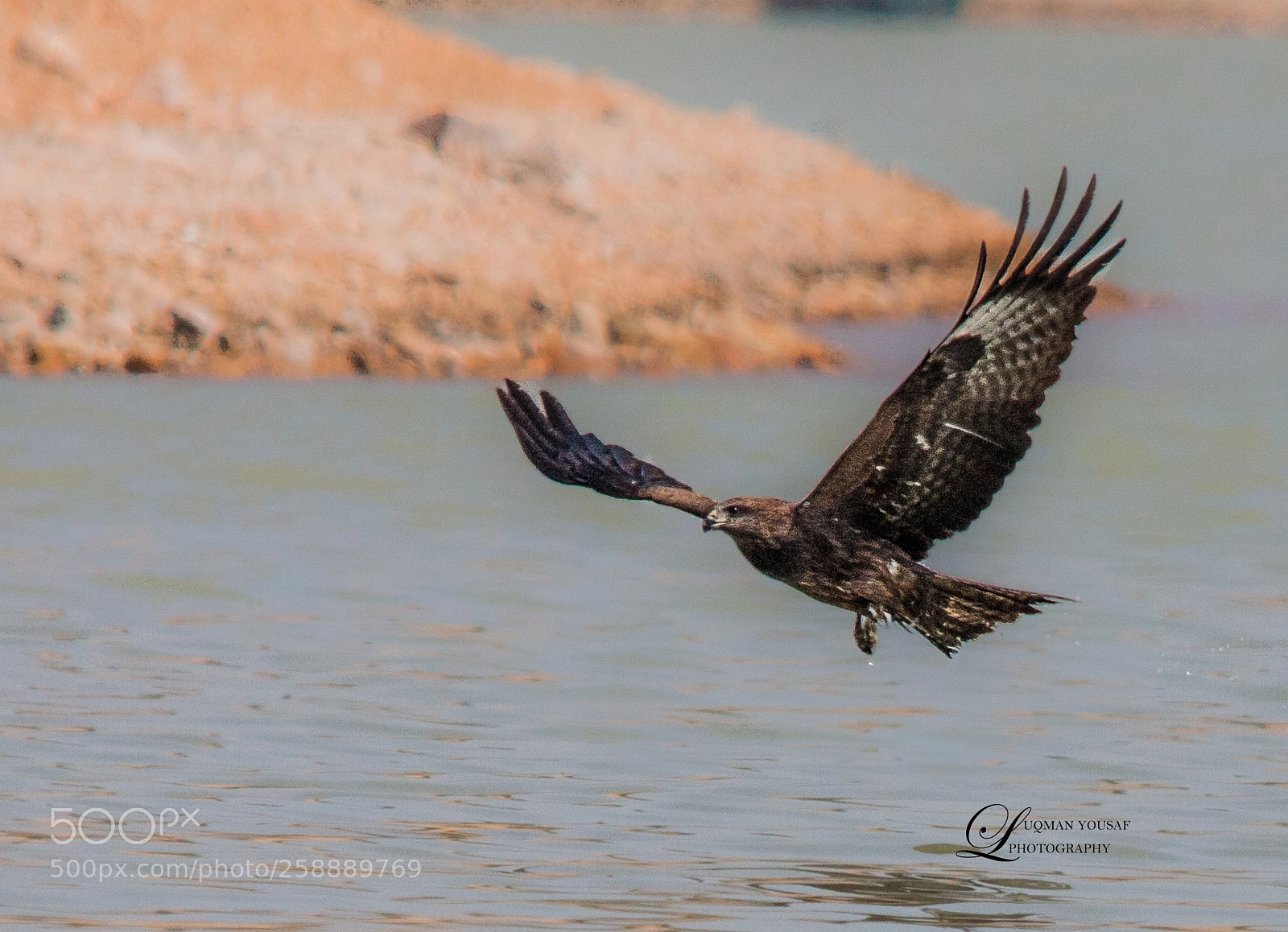 Canon EOS 40D sample photo. Black kite photography