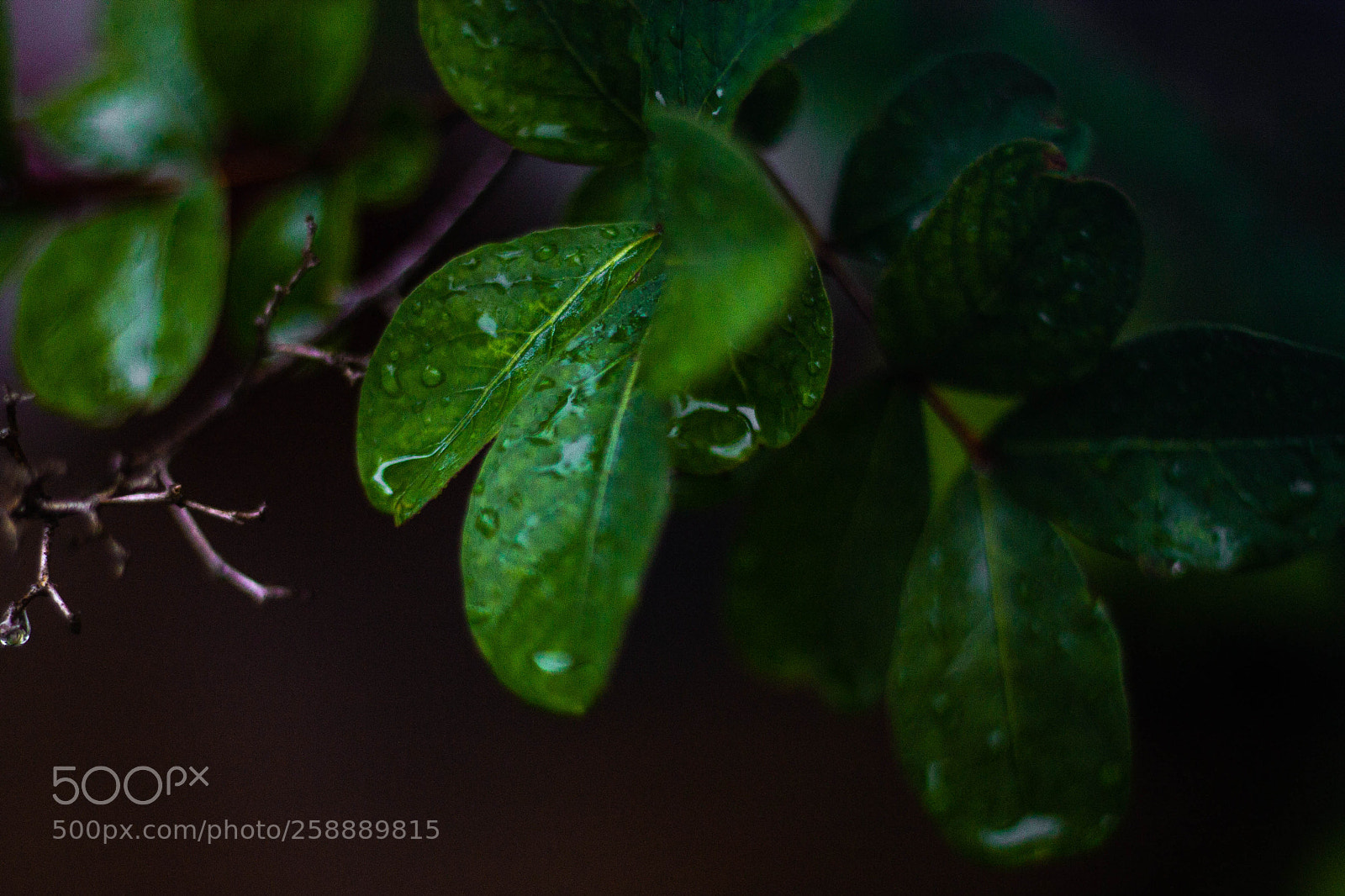Canon EOS 1100D (EOS Rebel T3 / EOS Kiss X50) sample photo. Leaves during rain photography