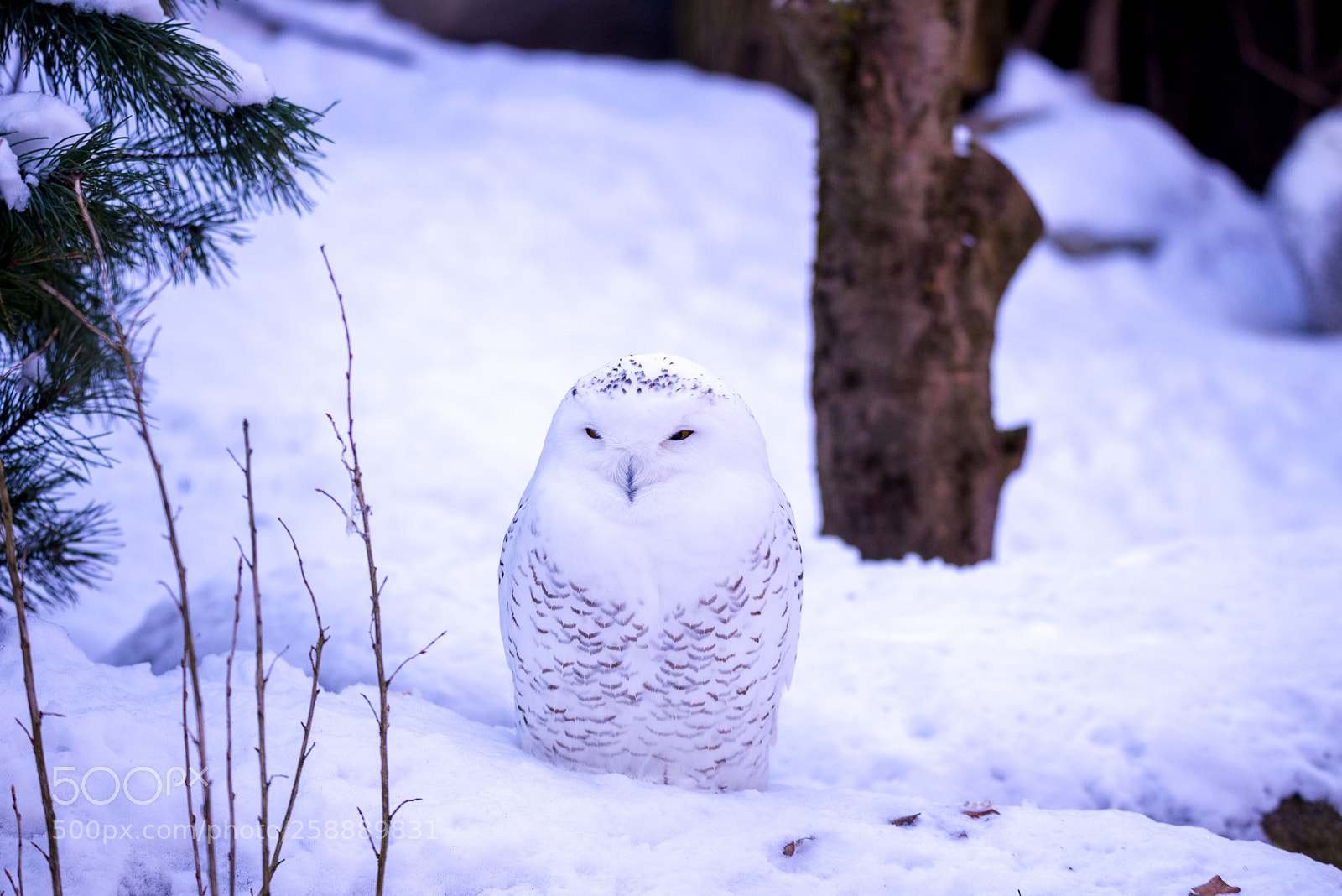 Nikon D610 sample photo. Can you see me photography