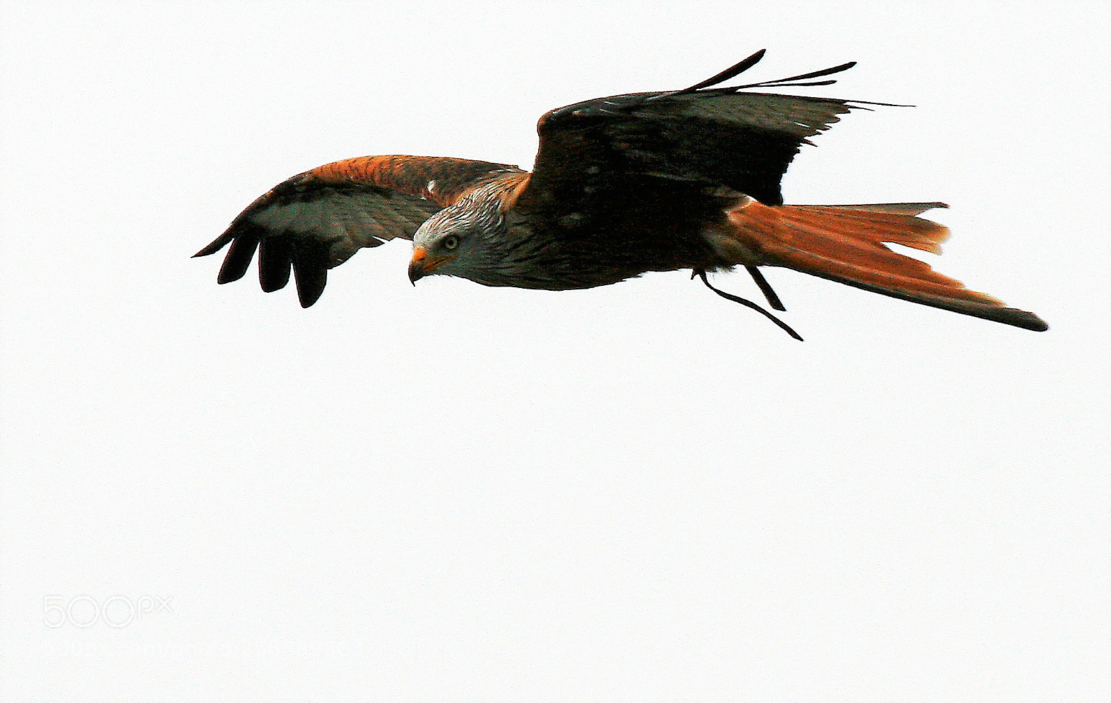 Canon EOS 30D sample photo. Falco in volo photography