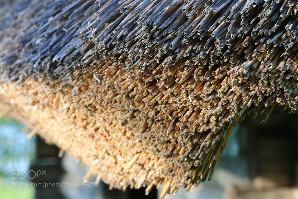Canon EOS 70D sample photo. Img photography