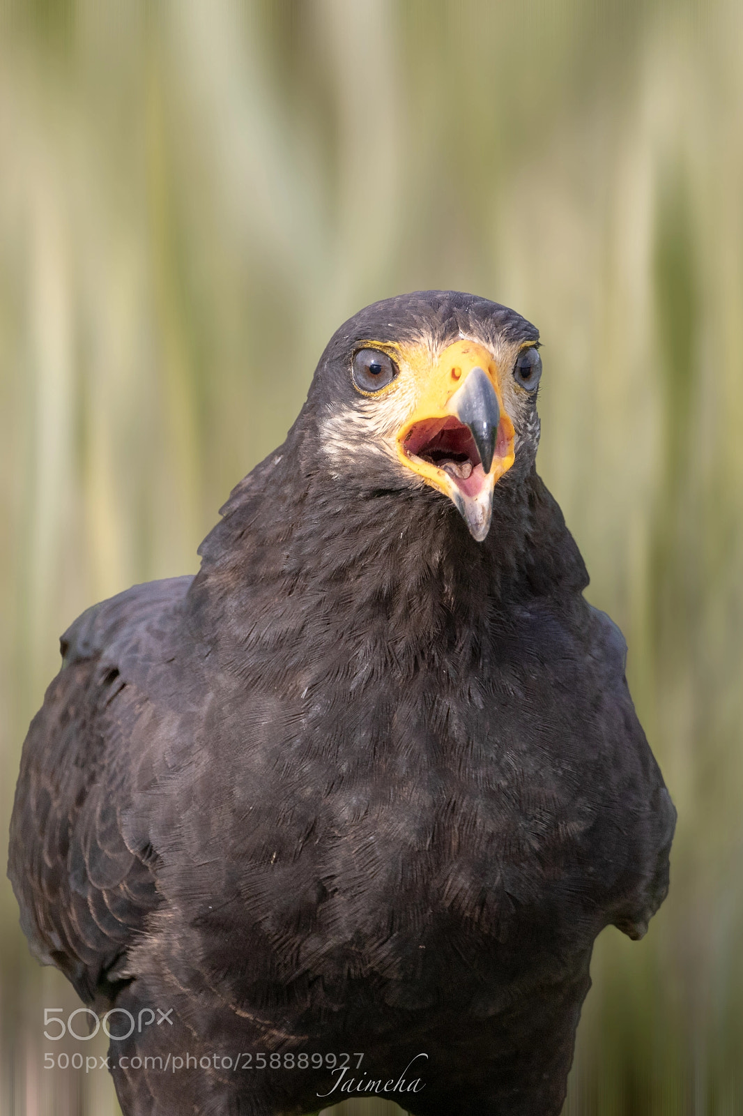 Canon EOS 5D Mark IV sample photo. Common black hawk photography