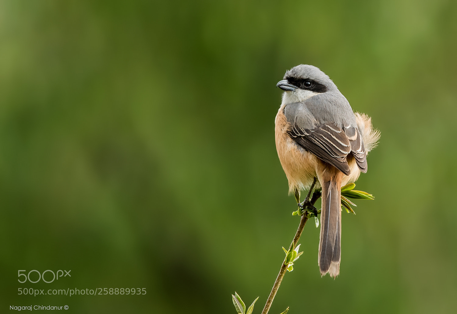 Nikon D5 sample photo. Grey backed shrike photography