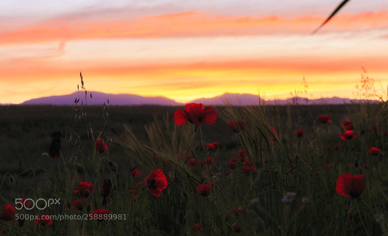 Canon EOS 6D sample photo. Dawn of the sun photography