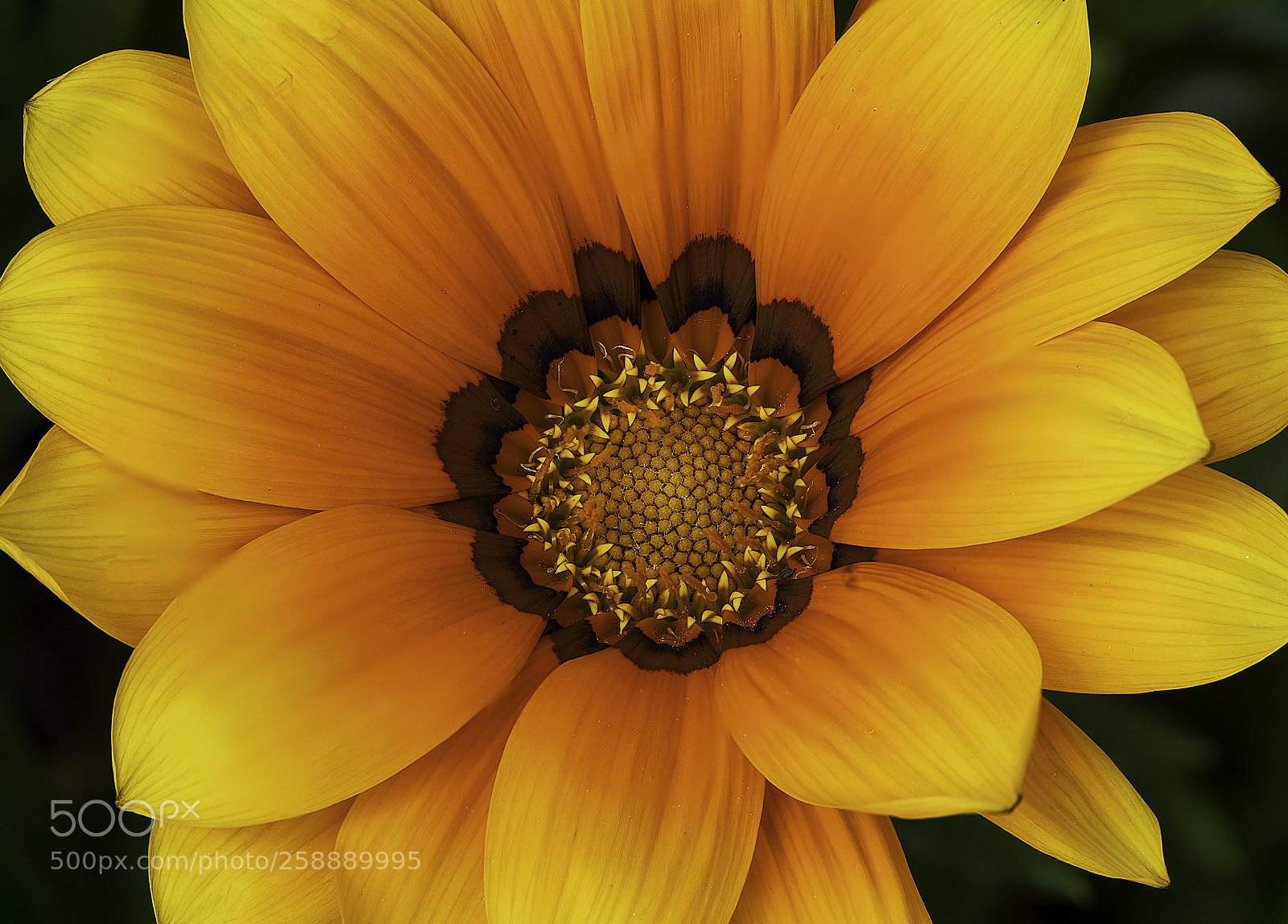 Nikon D850 sample photo. Spring has arrived photography