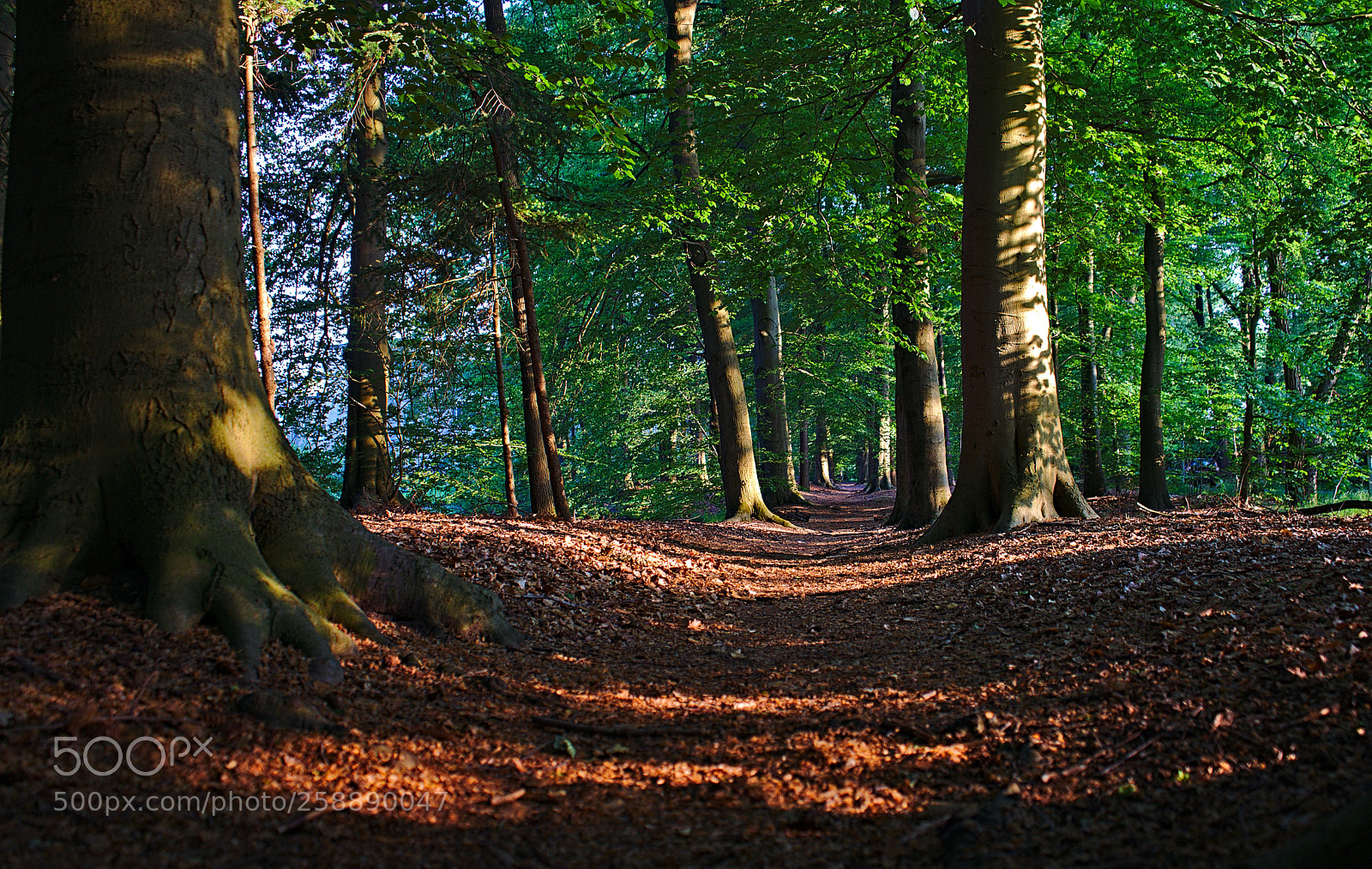 Sony a7 II sample photo. Corridor photography