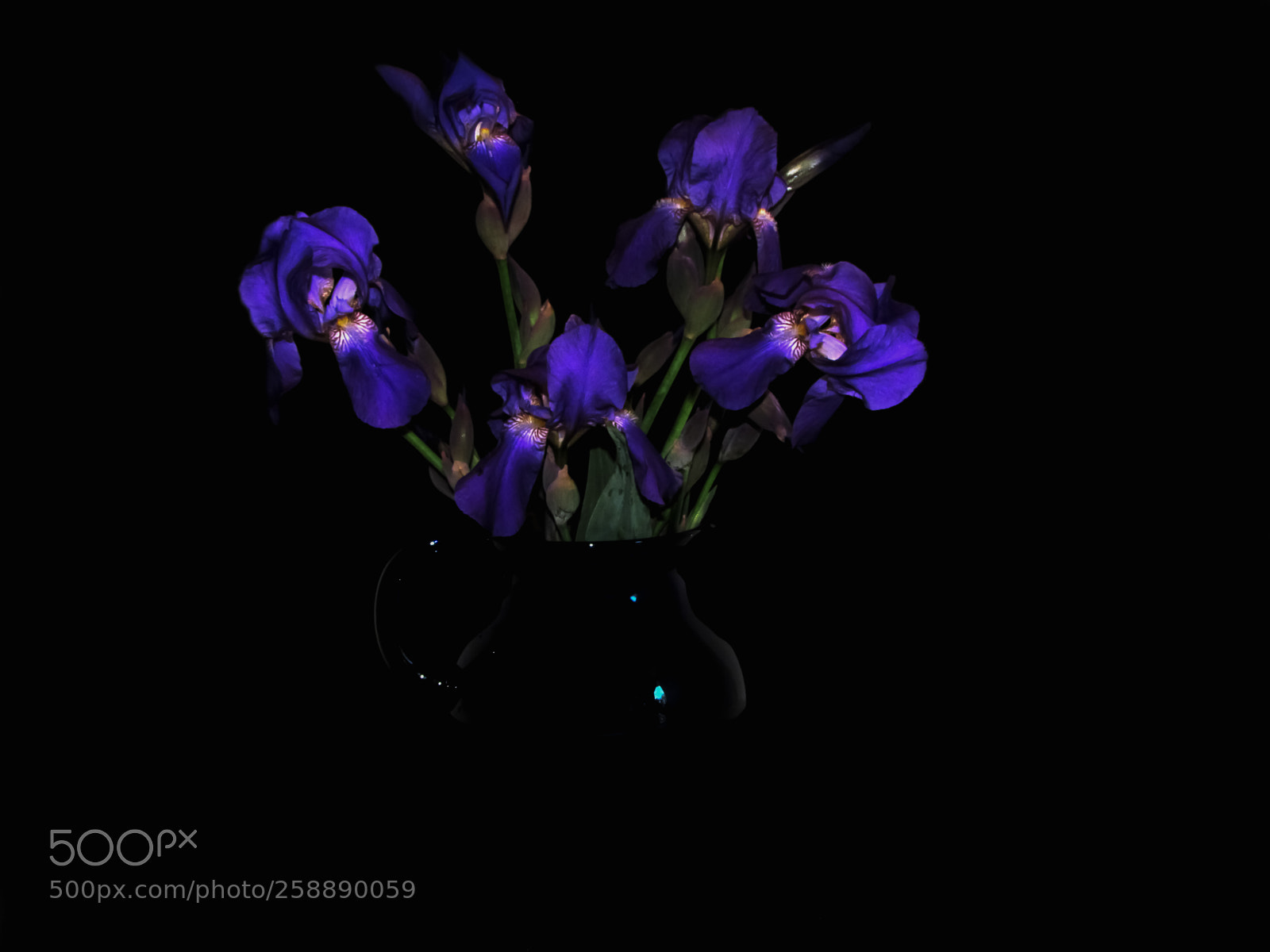 Canon PowerShot SX20 IS sample photo. Blue iris photography
