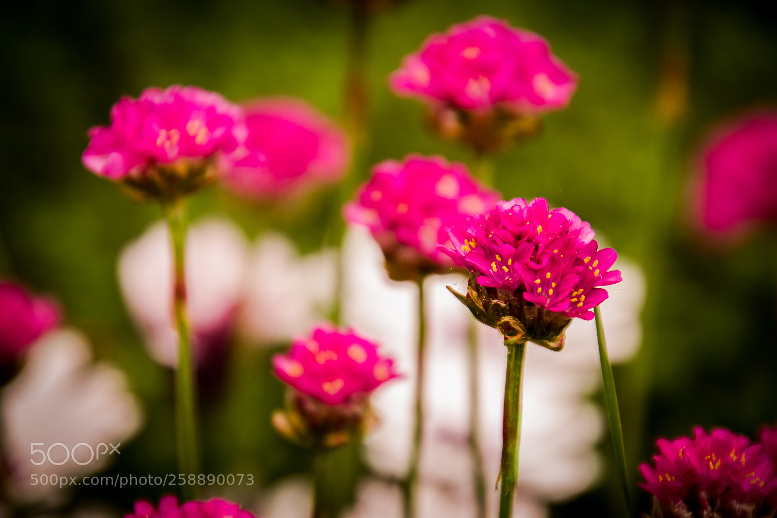 Nikon D3100 sample photo. Pink and white photography