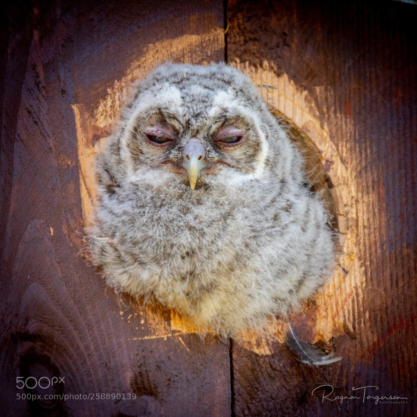 Nikon D500 sample photo. One tired tawny owl photography