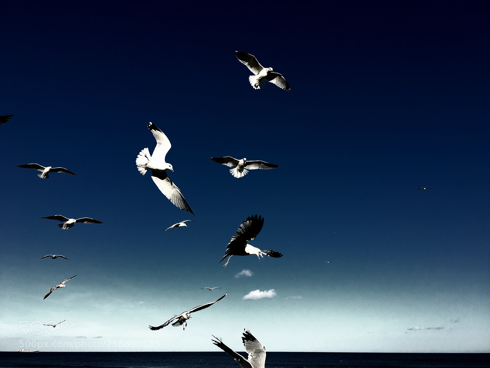 Apple iPhone 6s sample photo. Seagulls on virginia beach photography