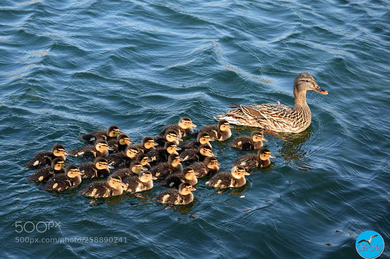 Nikon D3300 sample photo. Grande famille !!! photography