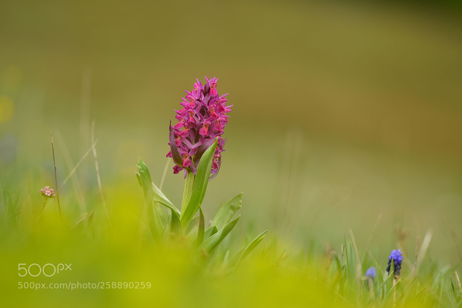 Nikon D800 sample photo. Dactylorhiza sambucina photography