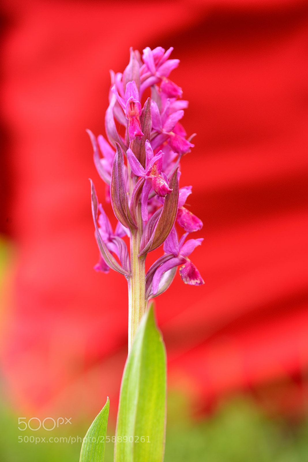 Nikon D800 sample photo. Dactylorhiza sambucina photography