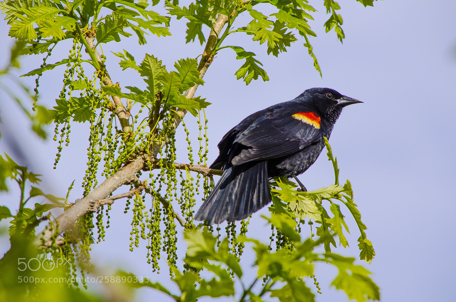 Nikon D5100 sample photo. Red-winged blackbird photography