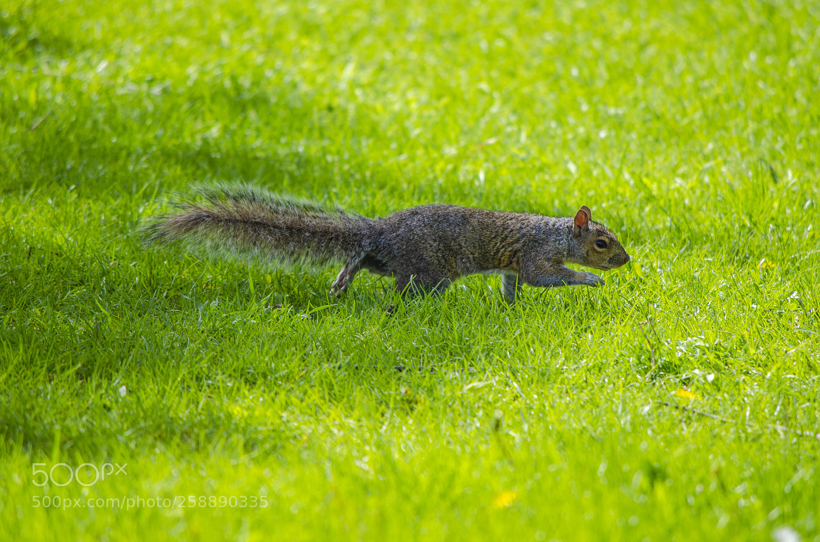 Nikon D5100 sample photo. Running squirrel photography