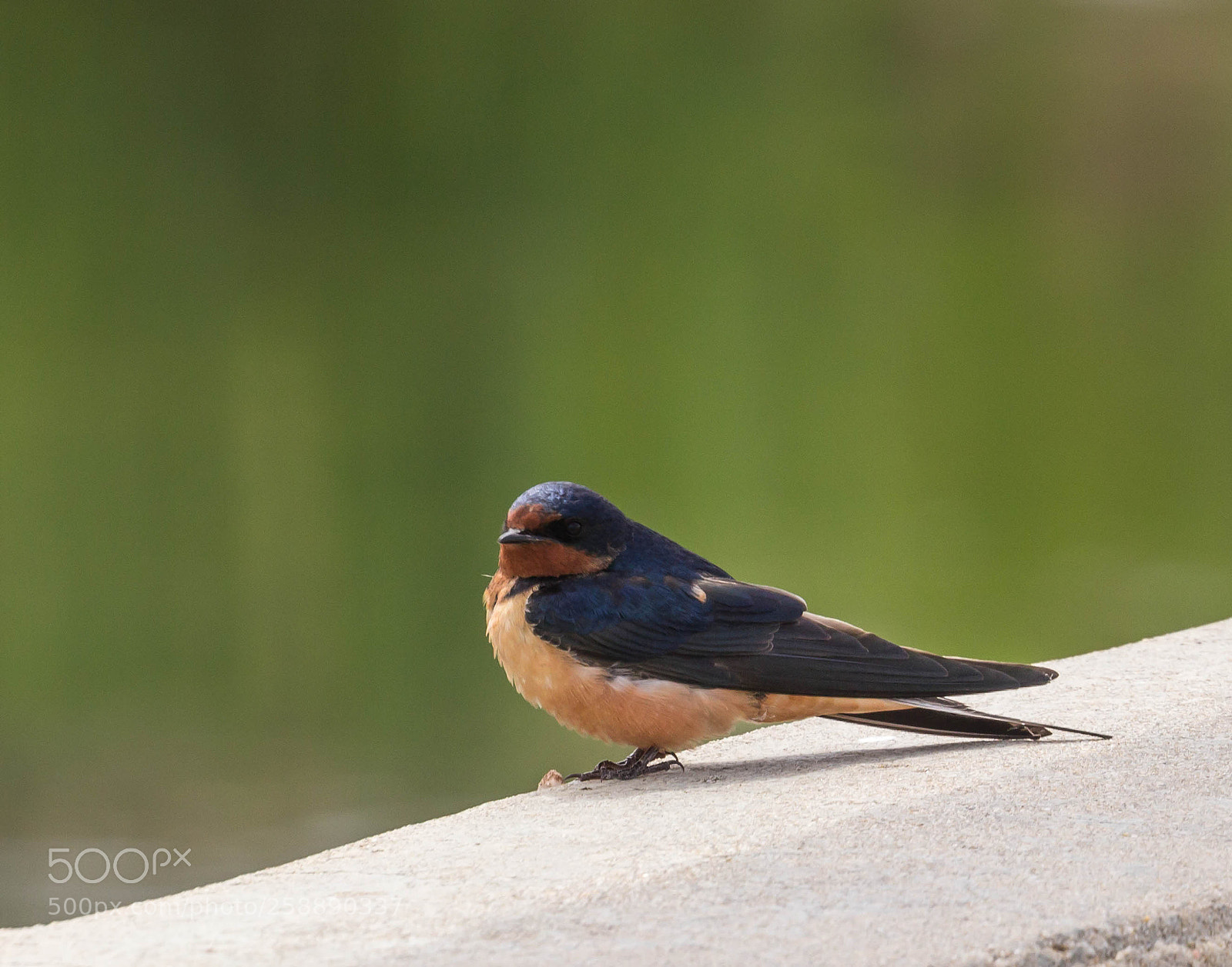 Canon EOS 600D (Rebel EOS T3i / EOS Kiss X5) sample photo. Barn swallow photography