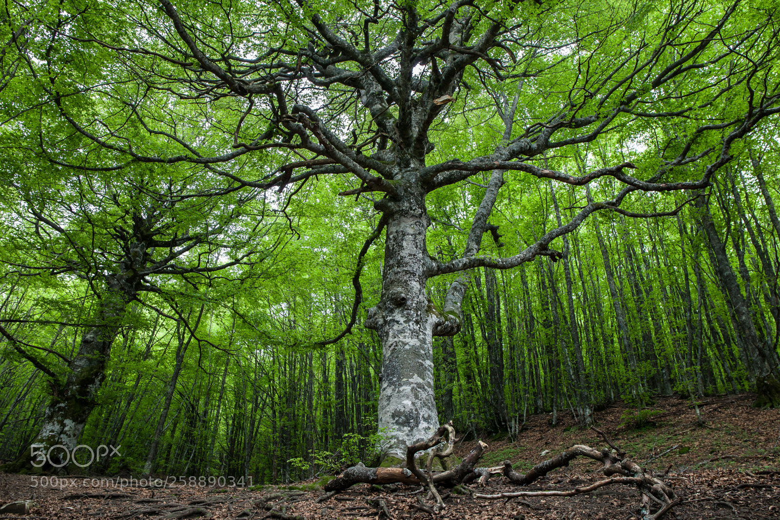 Canon EOS 5D Mark II sample photo. Ancient tree photography