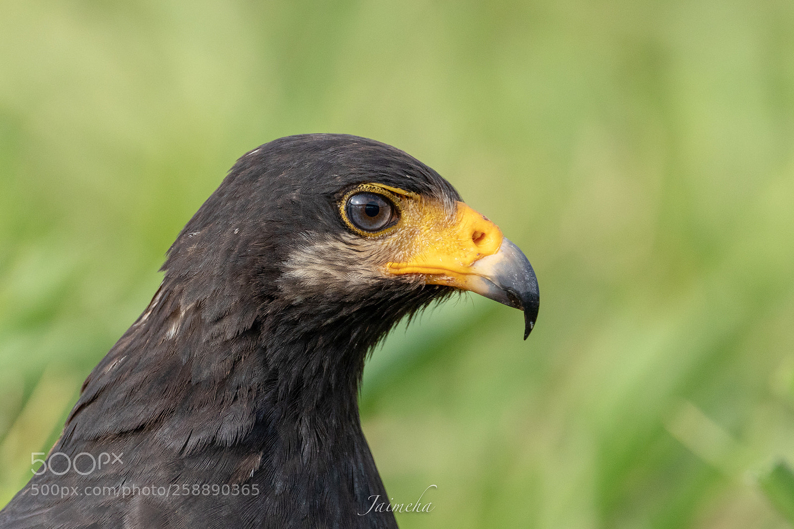Canon EOS 5D Mark IV sample photo. Black hawk close up photography
