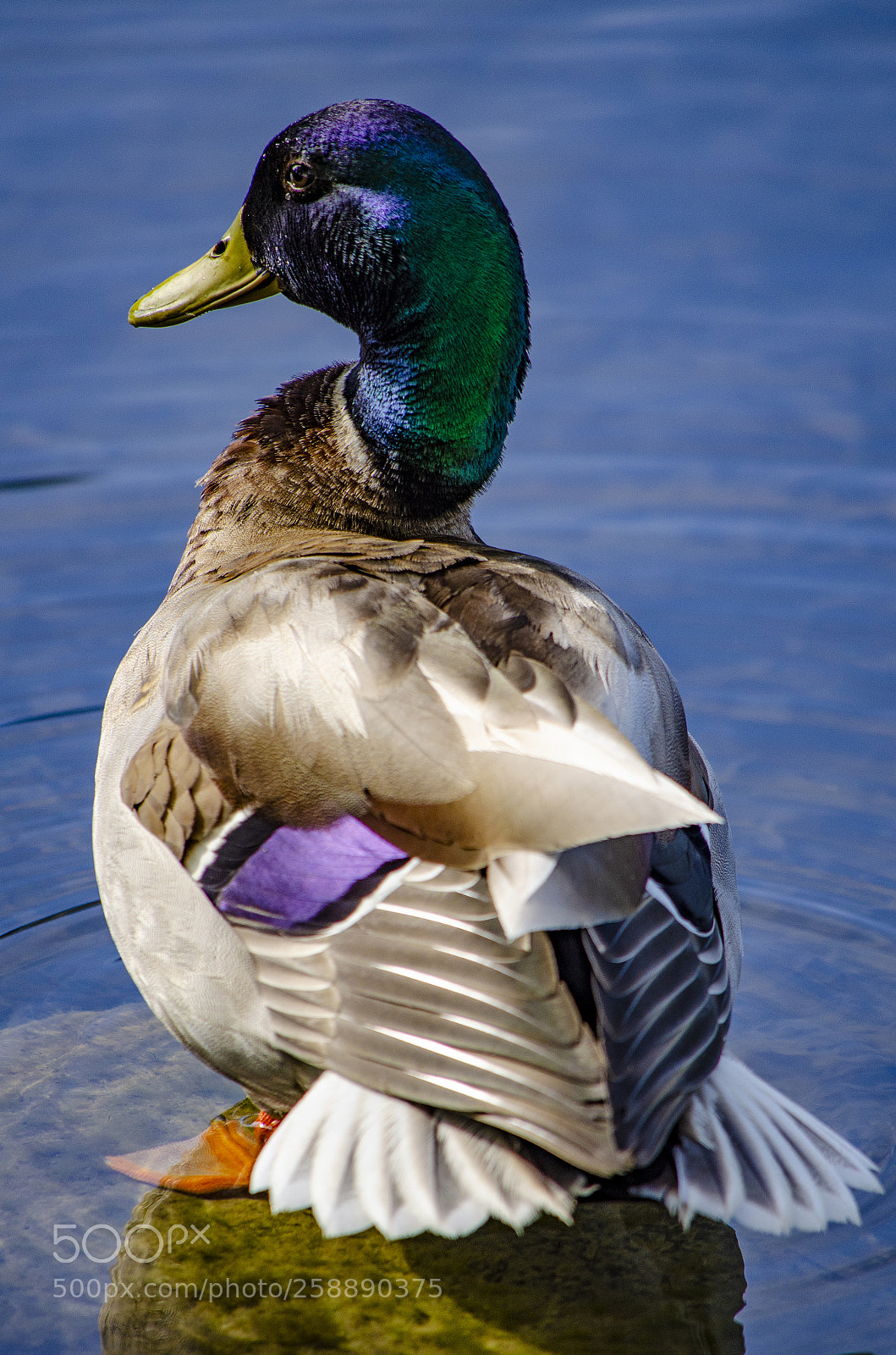 Nikon D5100 sample photo. Mallard duck photography