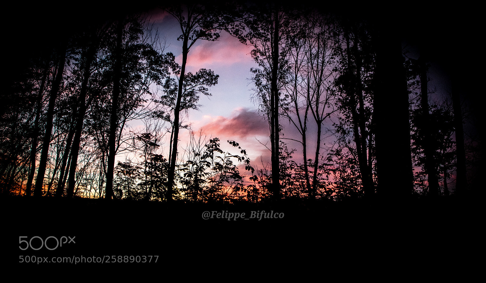 Canon EOS 6D Mark II sample photo. Untitled photography
