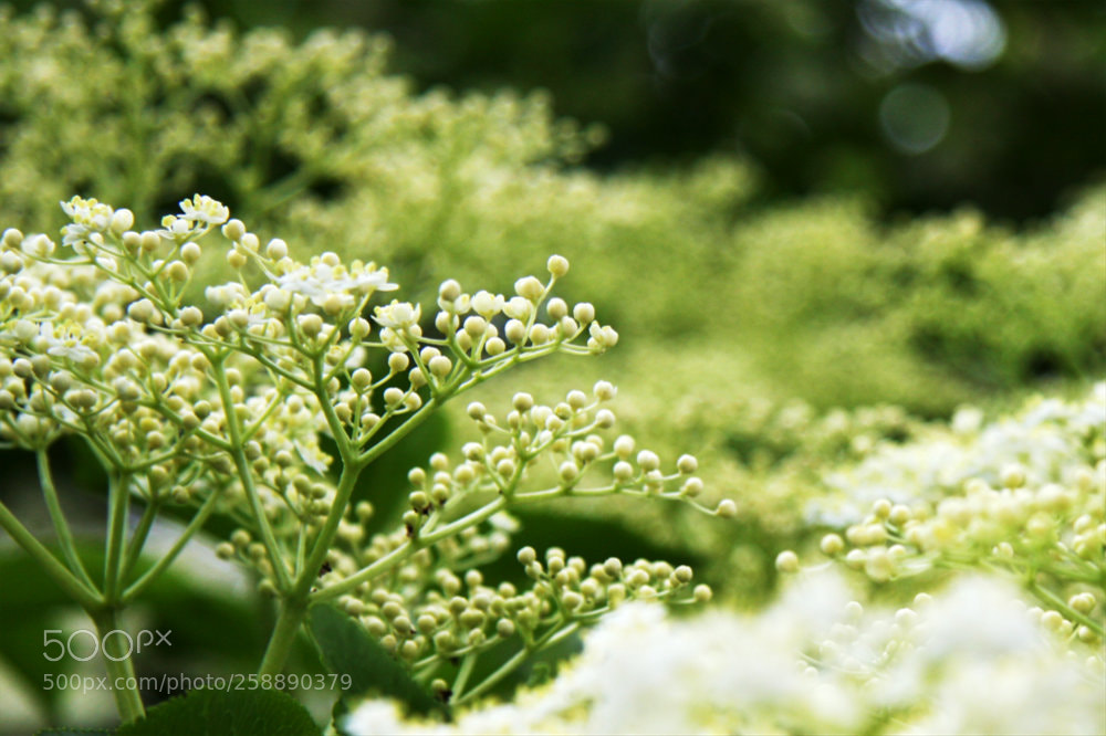 Canon EOS 40D sample photo. Holunder - sureau photography