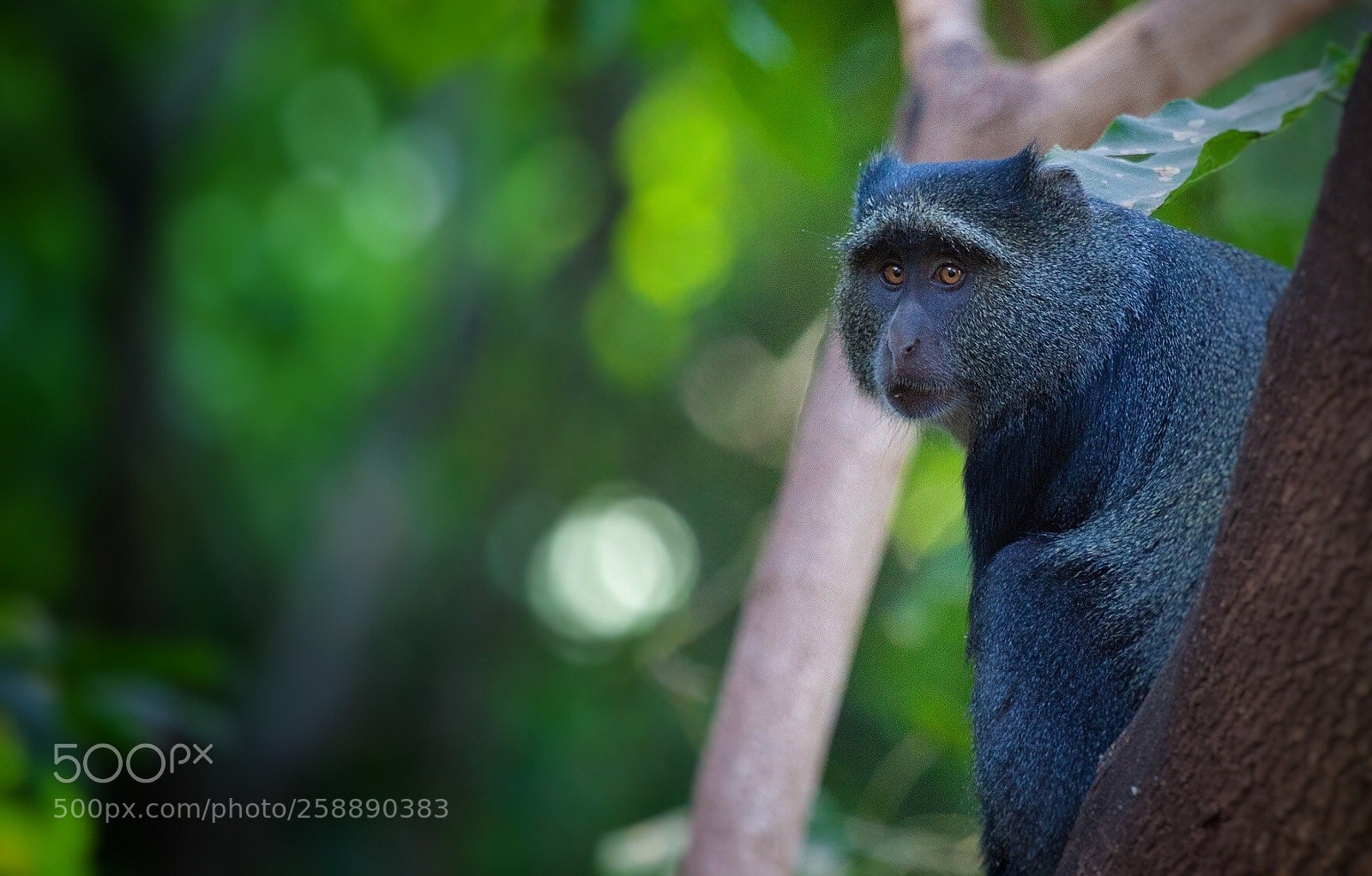 Canon EOS 5D Mark II sample photo. African blue monkey cercopithecus photography