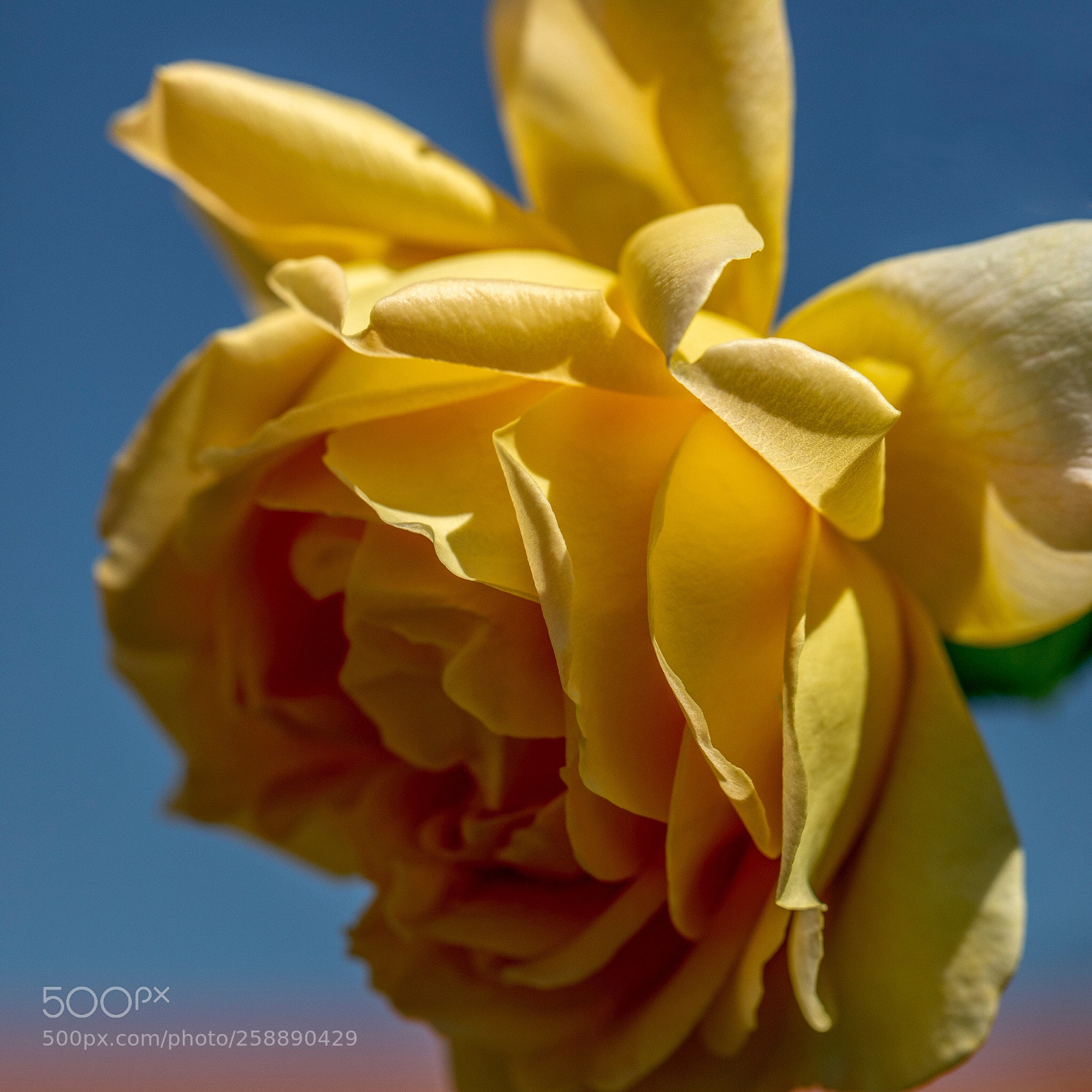 Canon EOS 5D Mark IV sample photo. Yellow rose photography