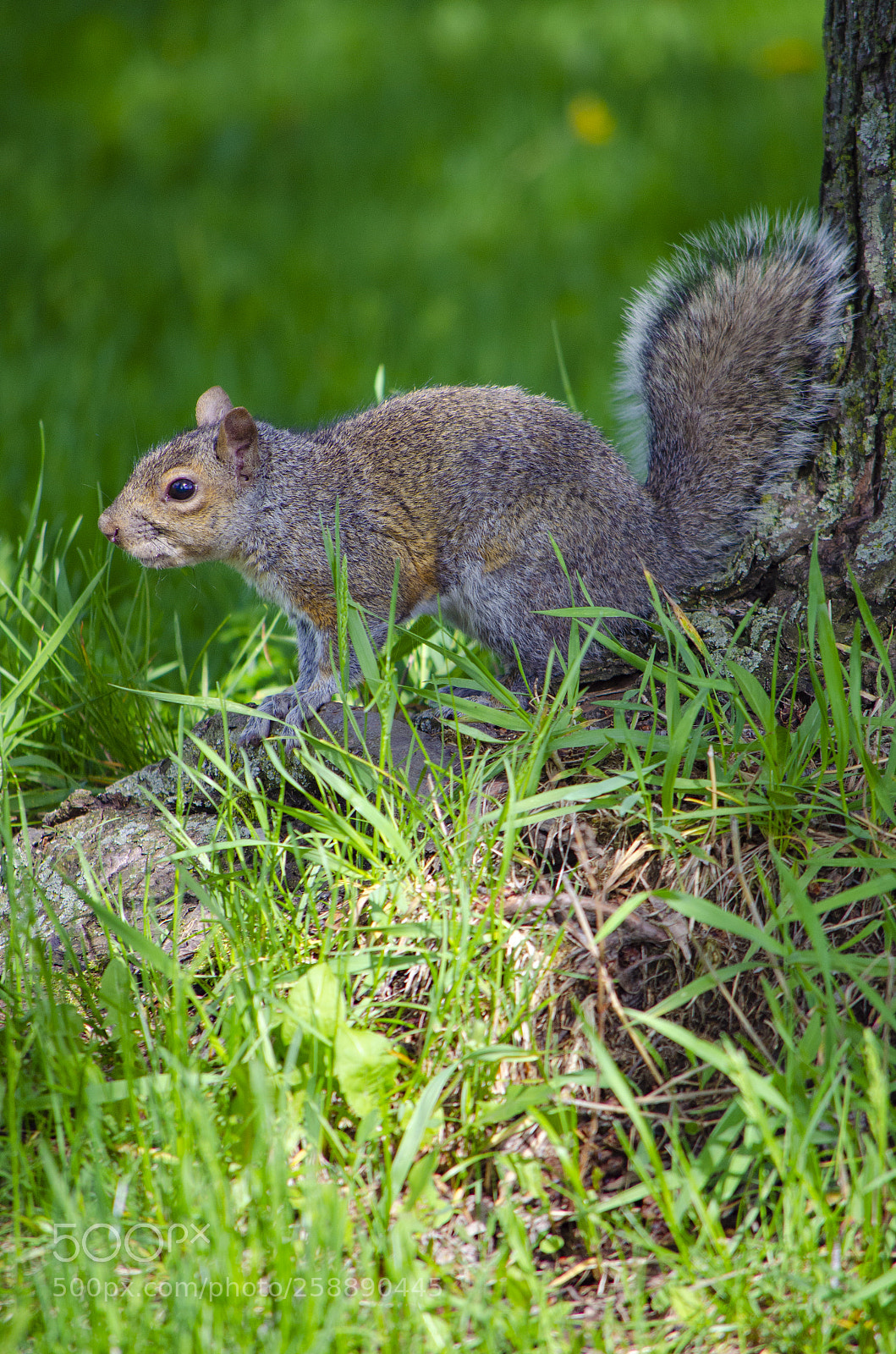 Nikon D5100 sample photo. Squirrel is ready for photography