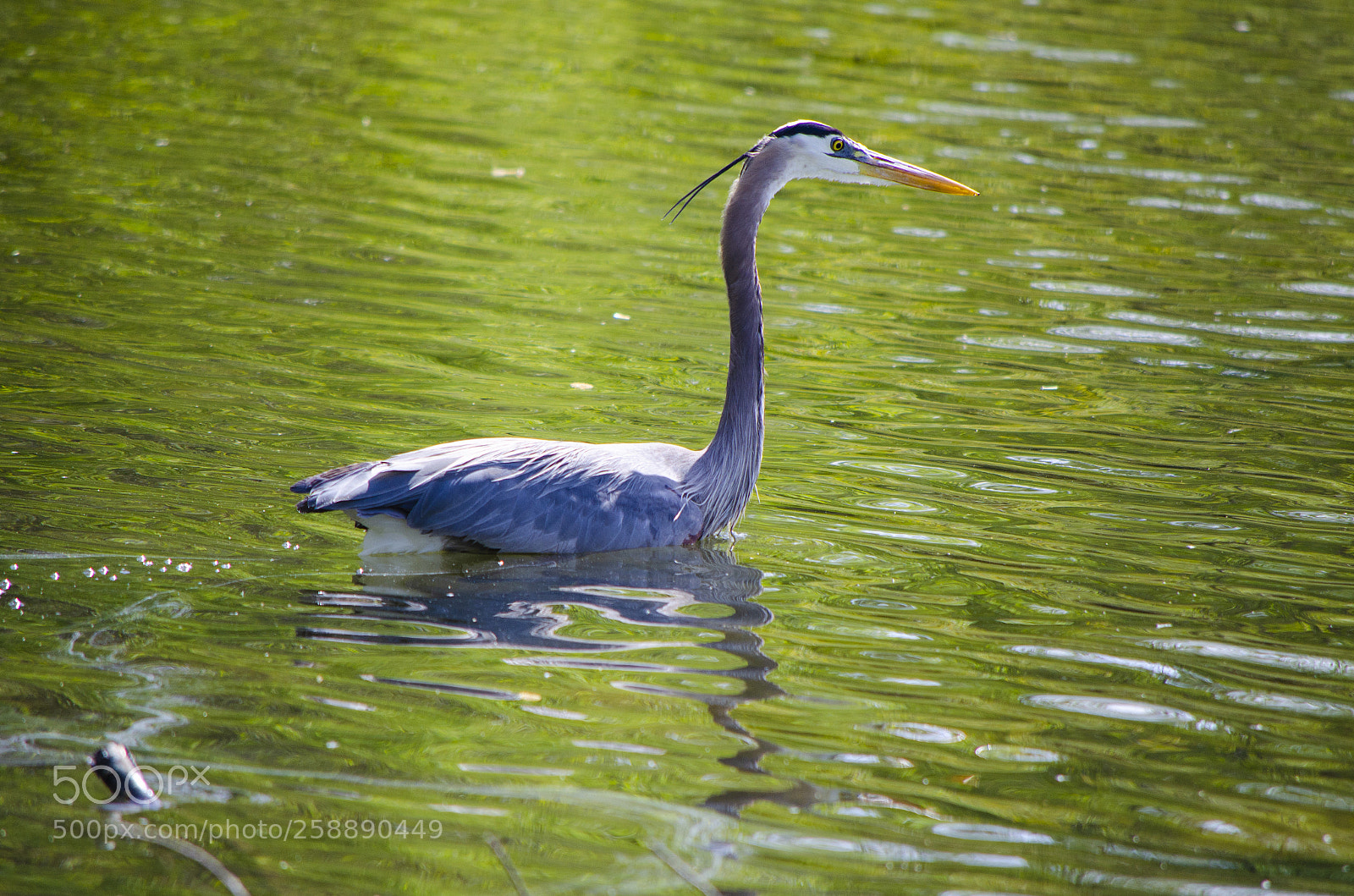 Nikon D5100 sample photo. Great blue heron photography