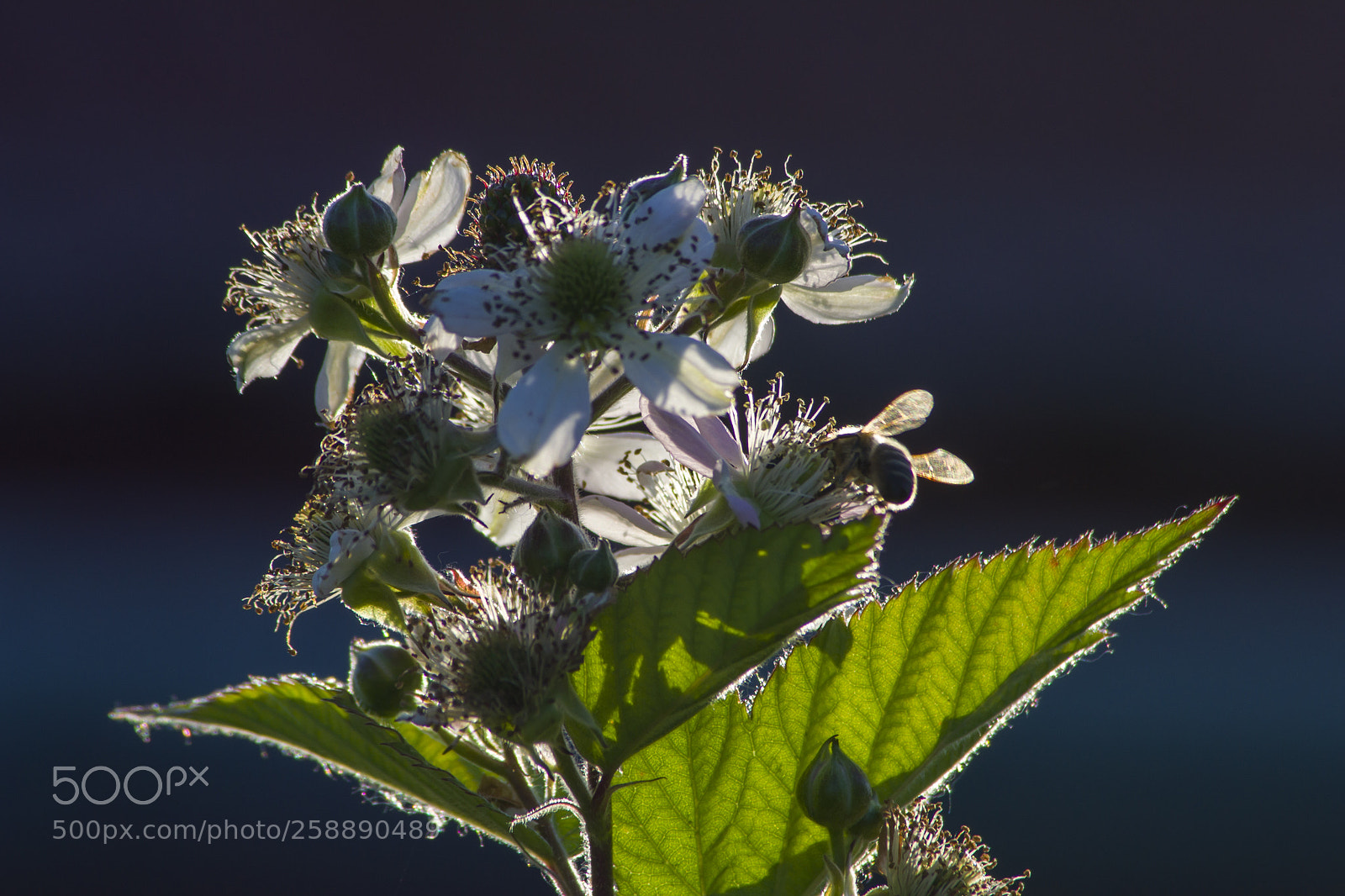Nikon D3100 sample photo. Mulberry.....szeder photography