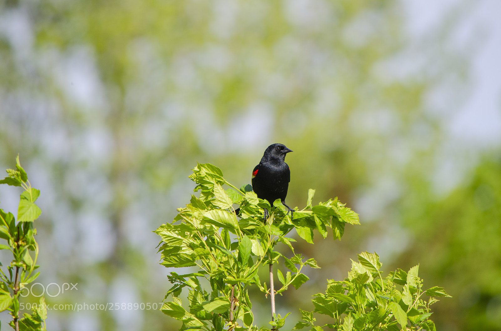 Nikon D5100 sample photo. Red-winged blackbird photography