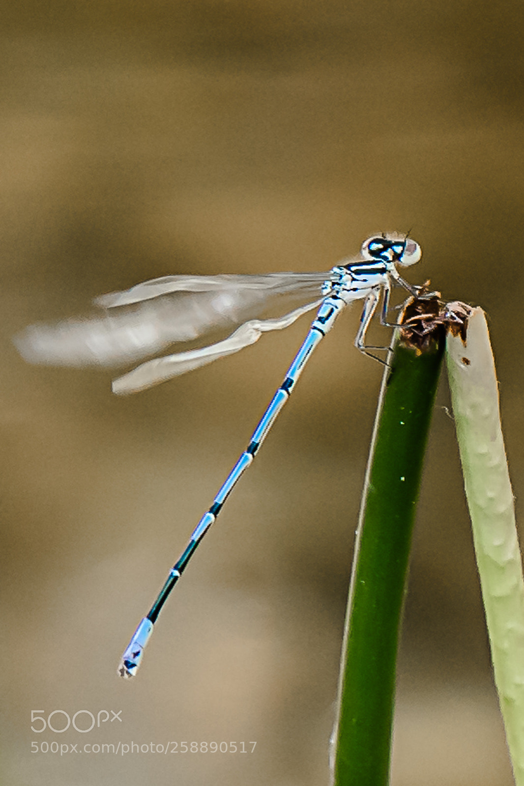 Nikon D750 sample photo. Dragonfly photography
