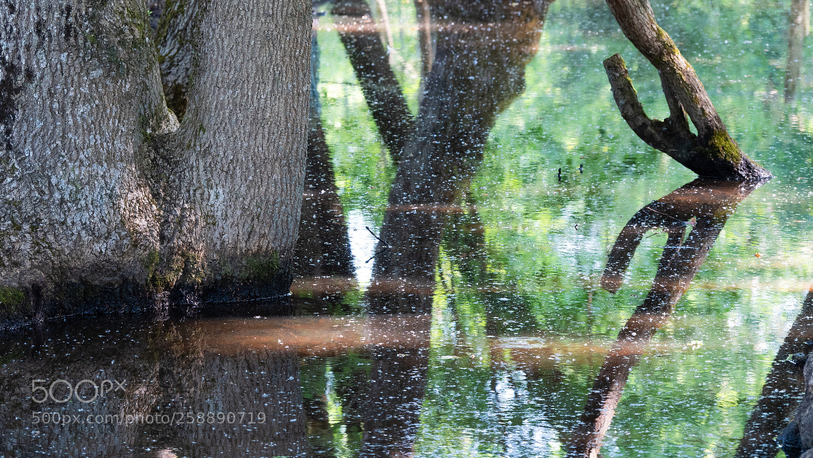 Panasonic Lumix DC-GH5 sample photo. Le marais aux oiseaux photography