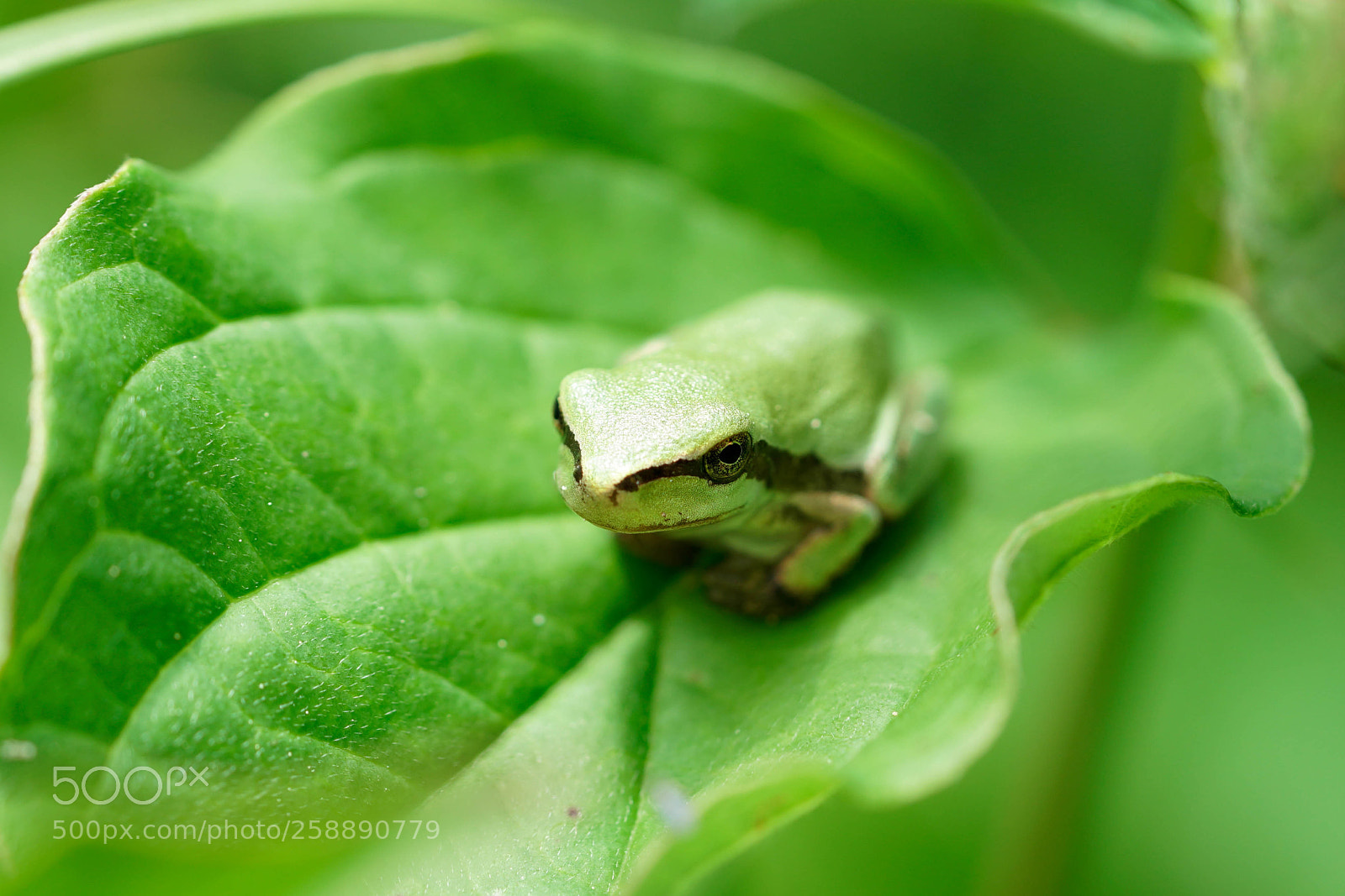 Sony a6500 sample photo. Froggy photography