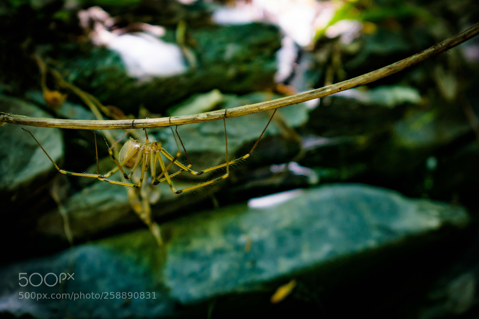 Nikon D3300 sample photo. Spider... photography