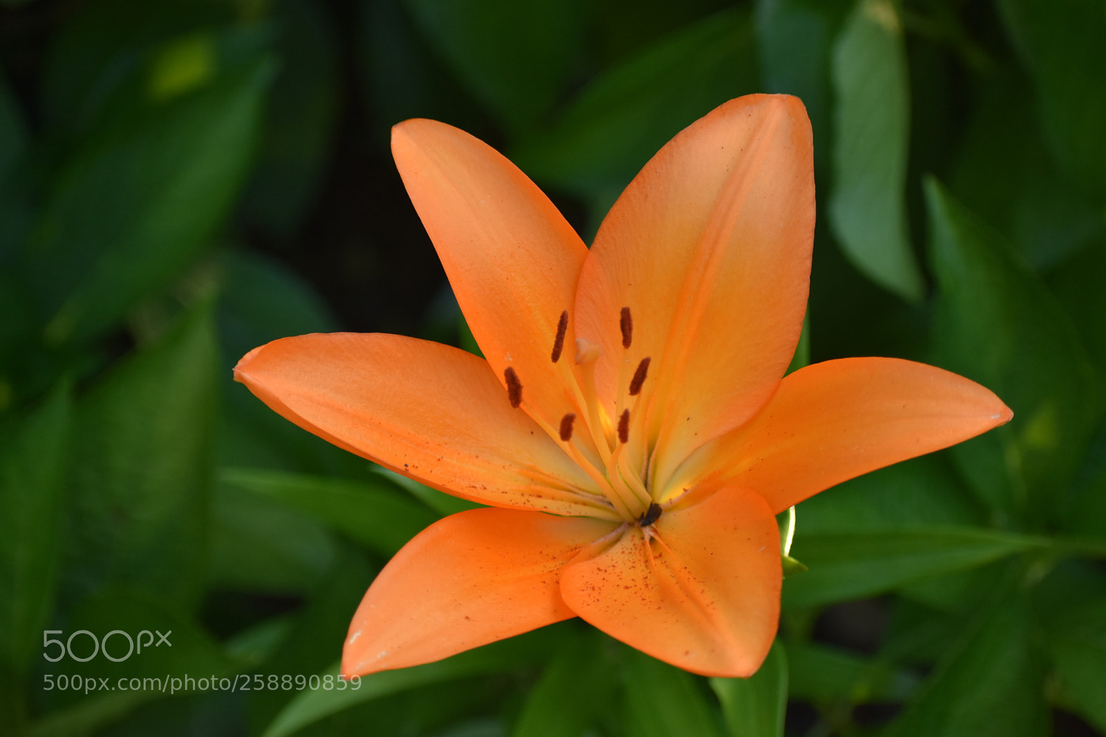 Nikon D3400 sample photo. Lily of love photography
