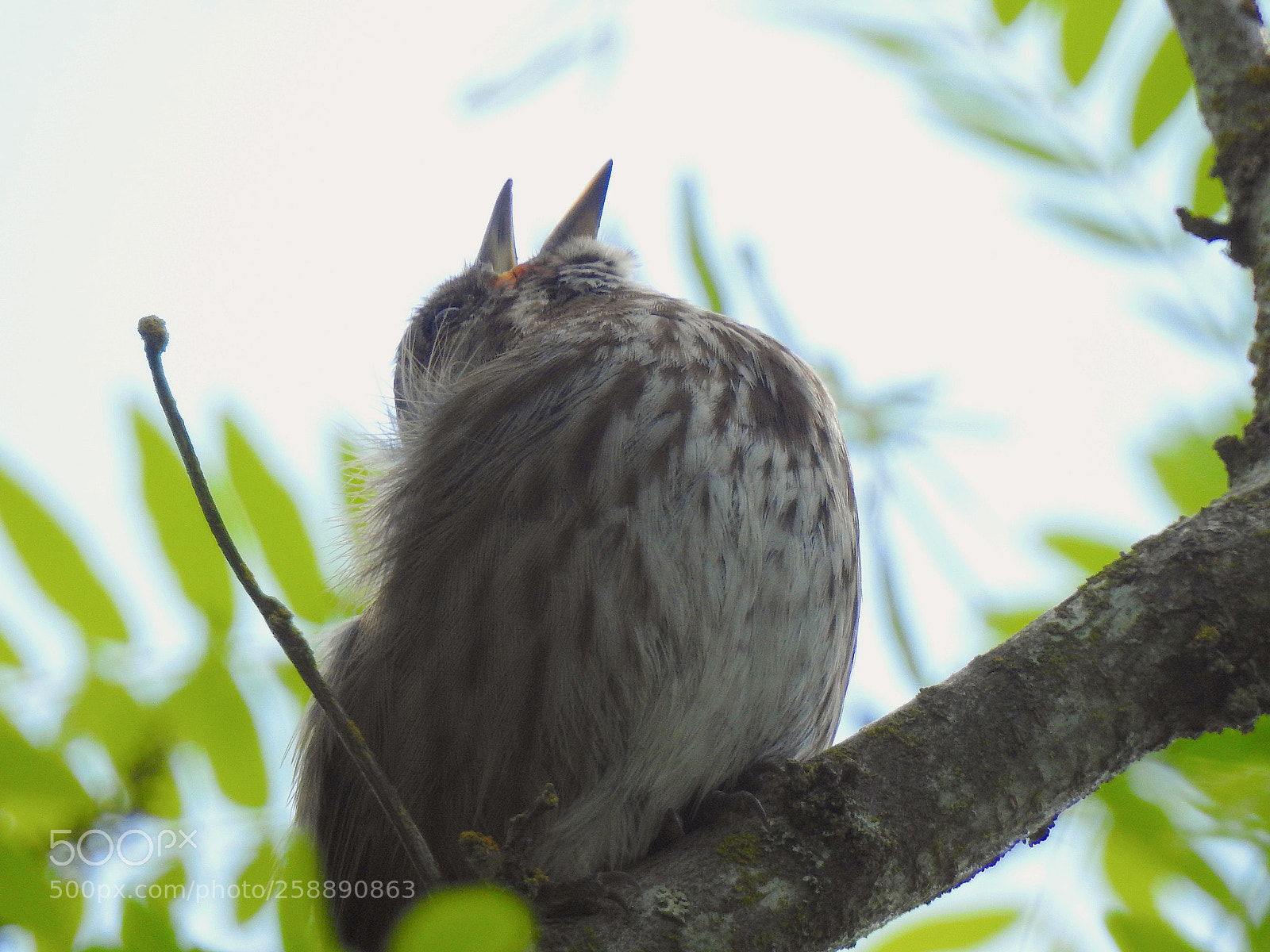 Nikon Coolpix P900 sample photo. Song sparrow photography