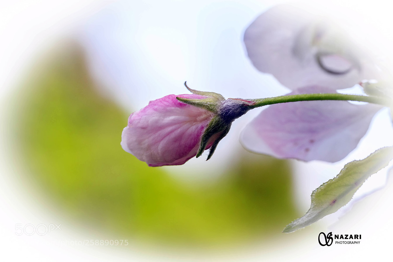 Canon EOS 7D Mark II sample photo. Apple blossom photography
