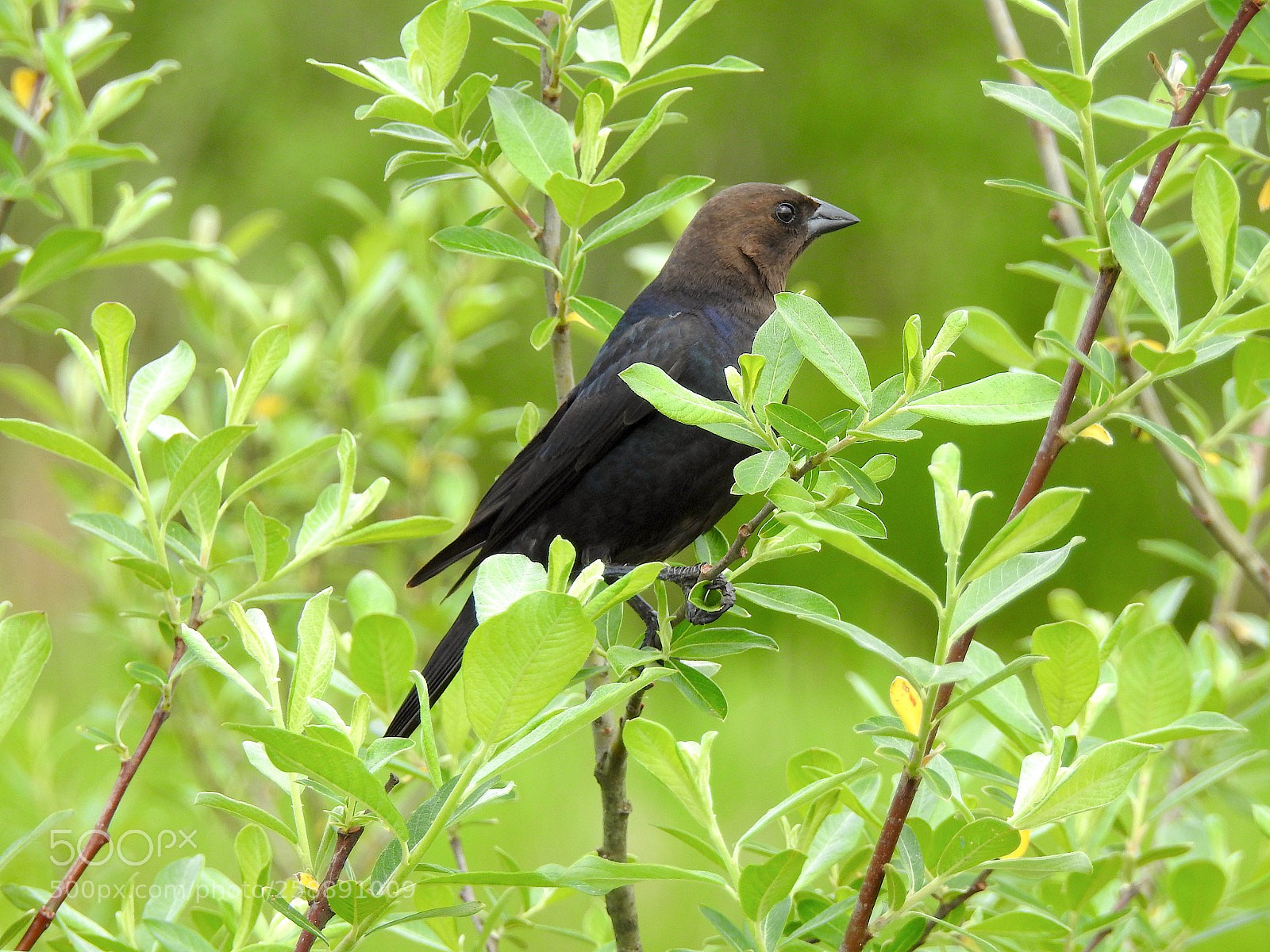 Nikon Coolpix P900 sample photo. Cowbird photography