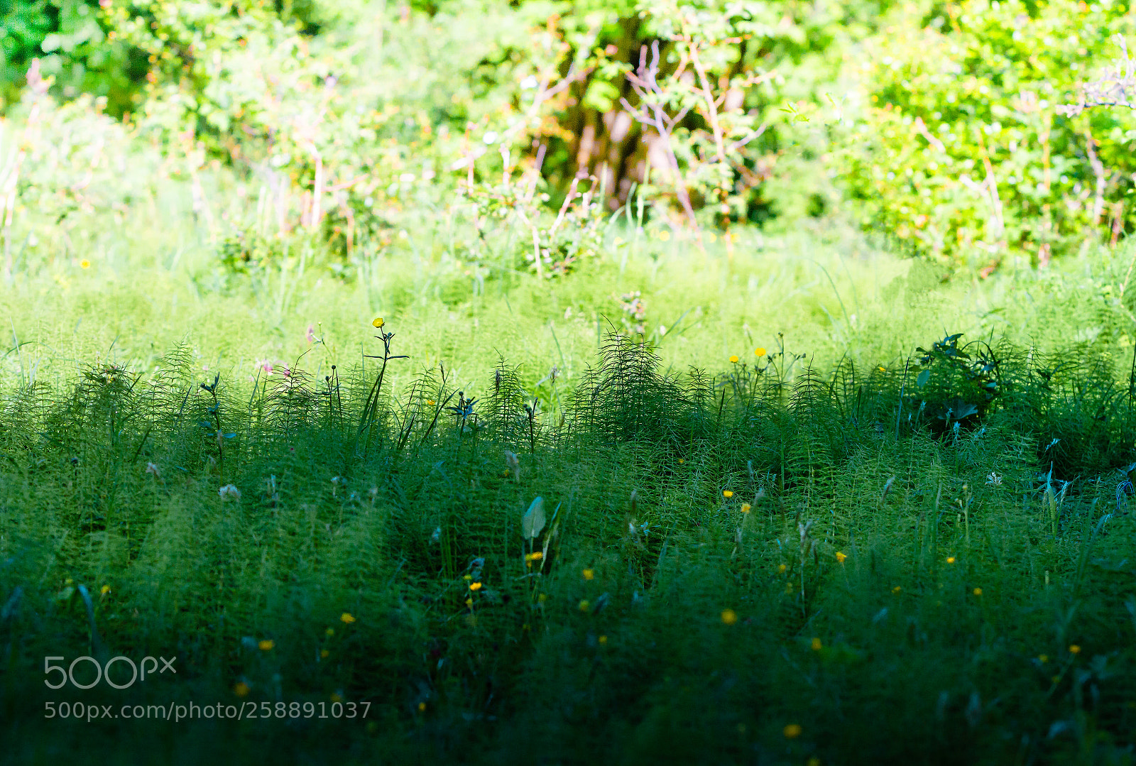 Canon EOS 7D sample photo. Meadow photography