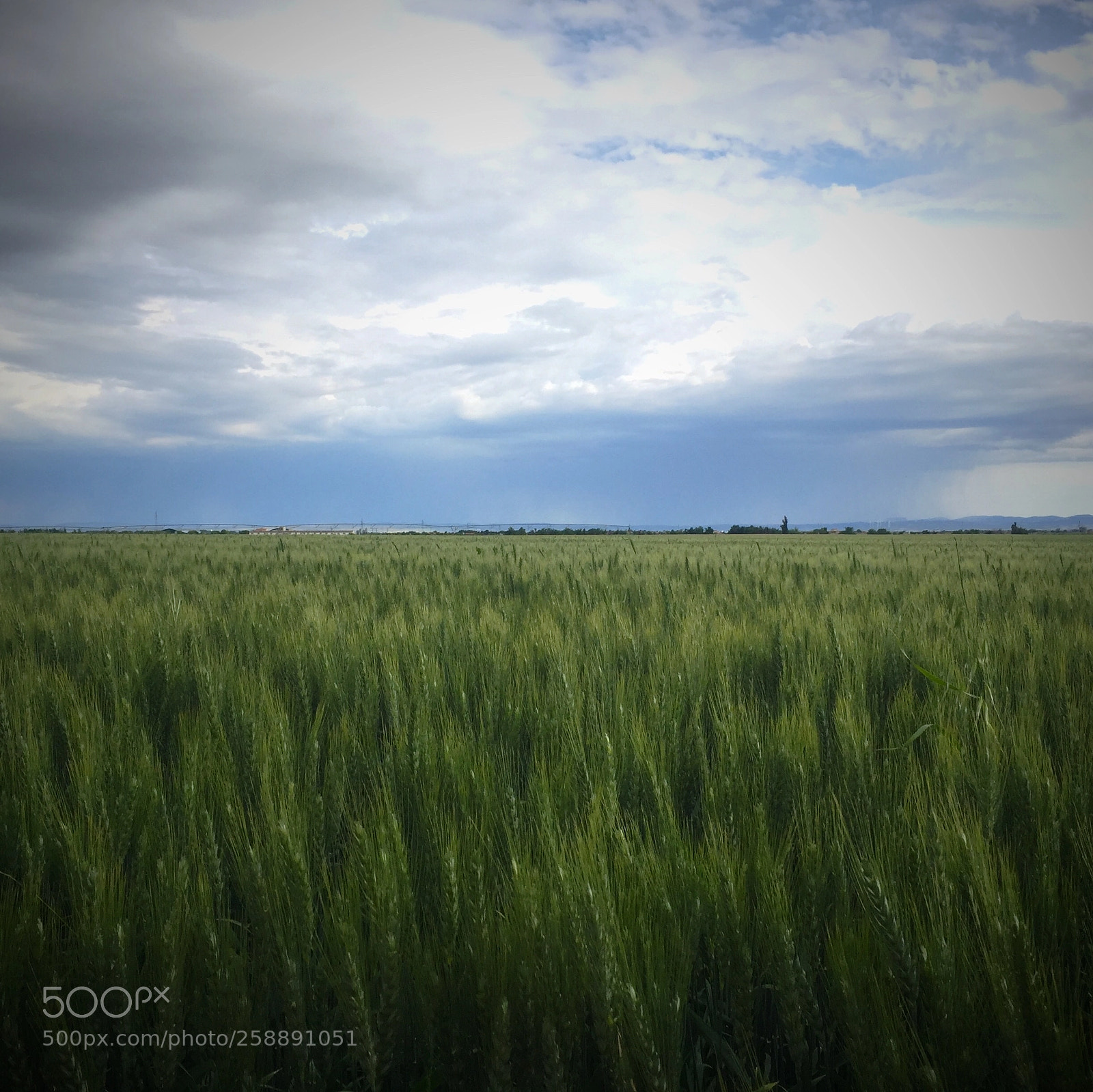 Apple iPhone 6 sample photo. The farmland photography
