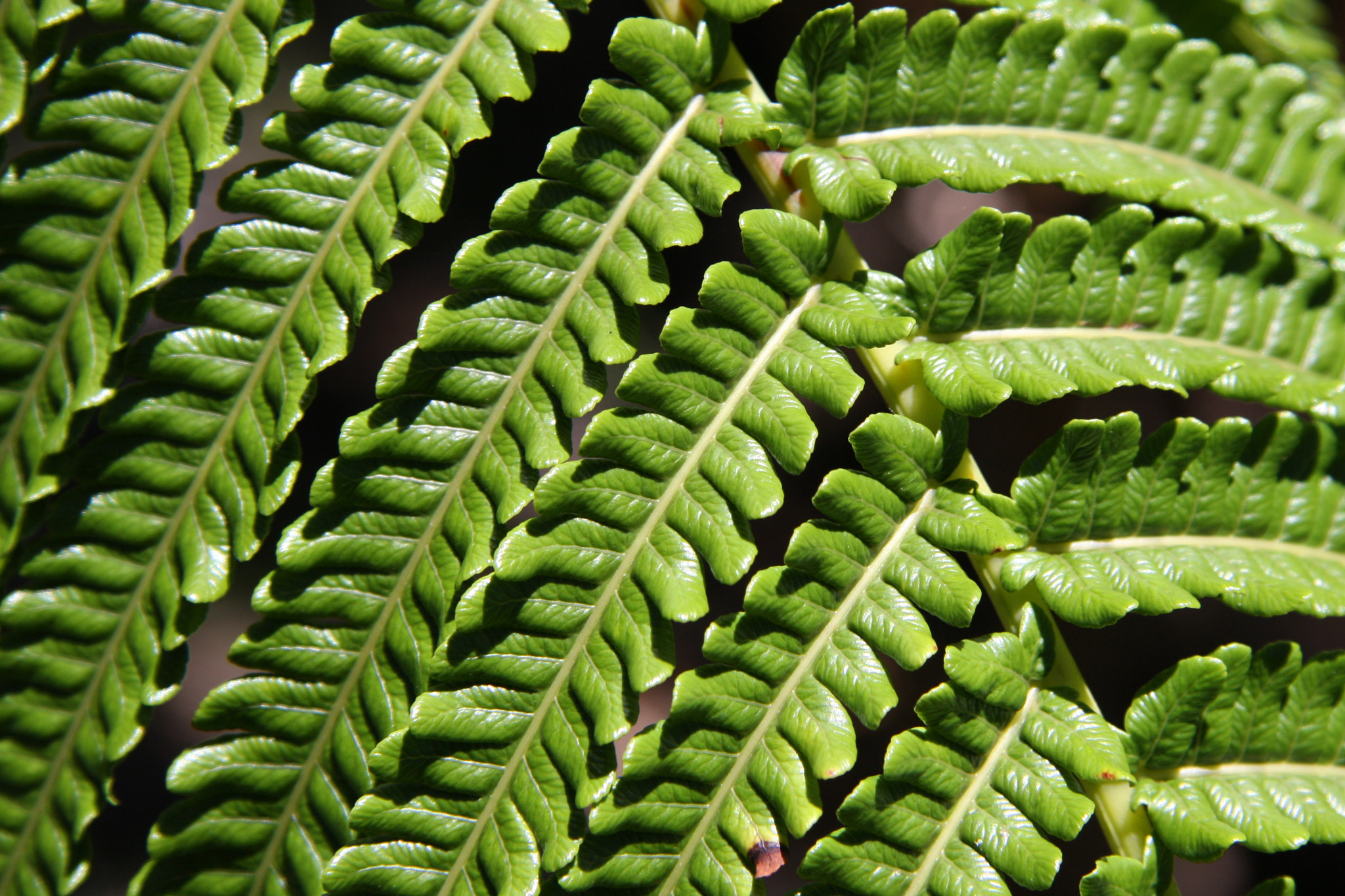 Canon EF-S 17-85mm F4-5.6 IS USM sample photo. Fern photography