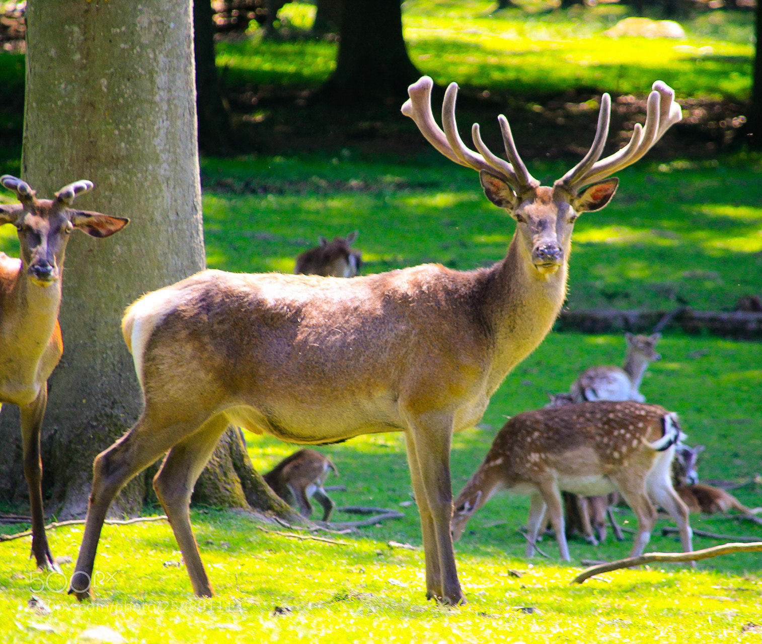 Canon EOS 1300D (EOS Rebel T6 / EOS Kiss X80) sample photo. Deer with antler photography