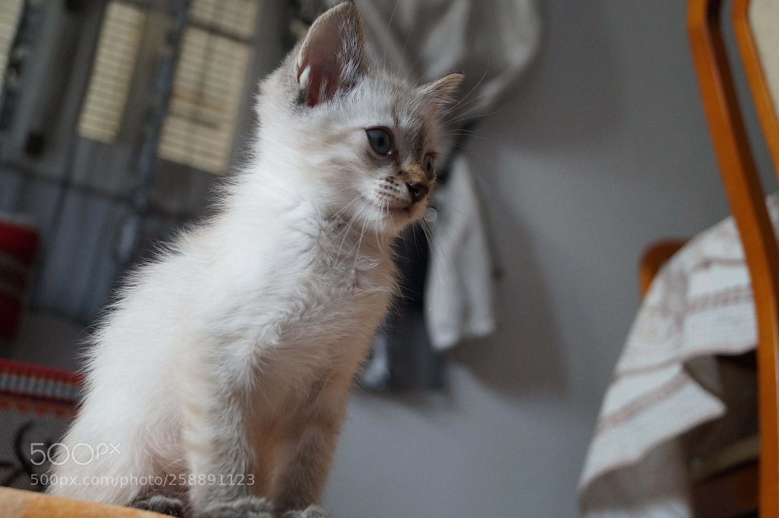 Sony SLT-A58 sample photo. Untitled photography