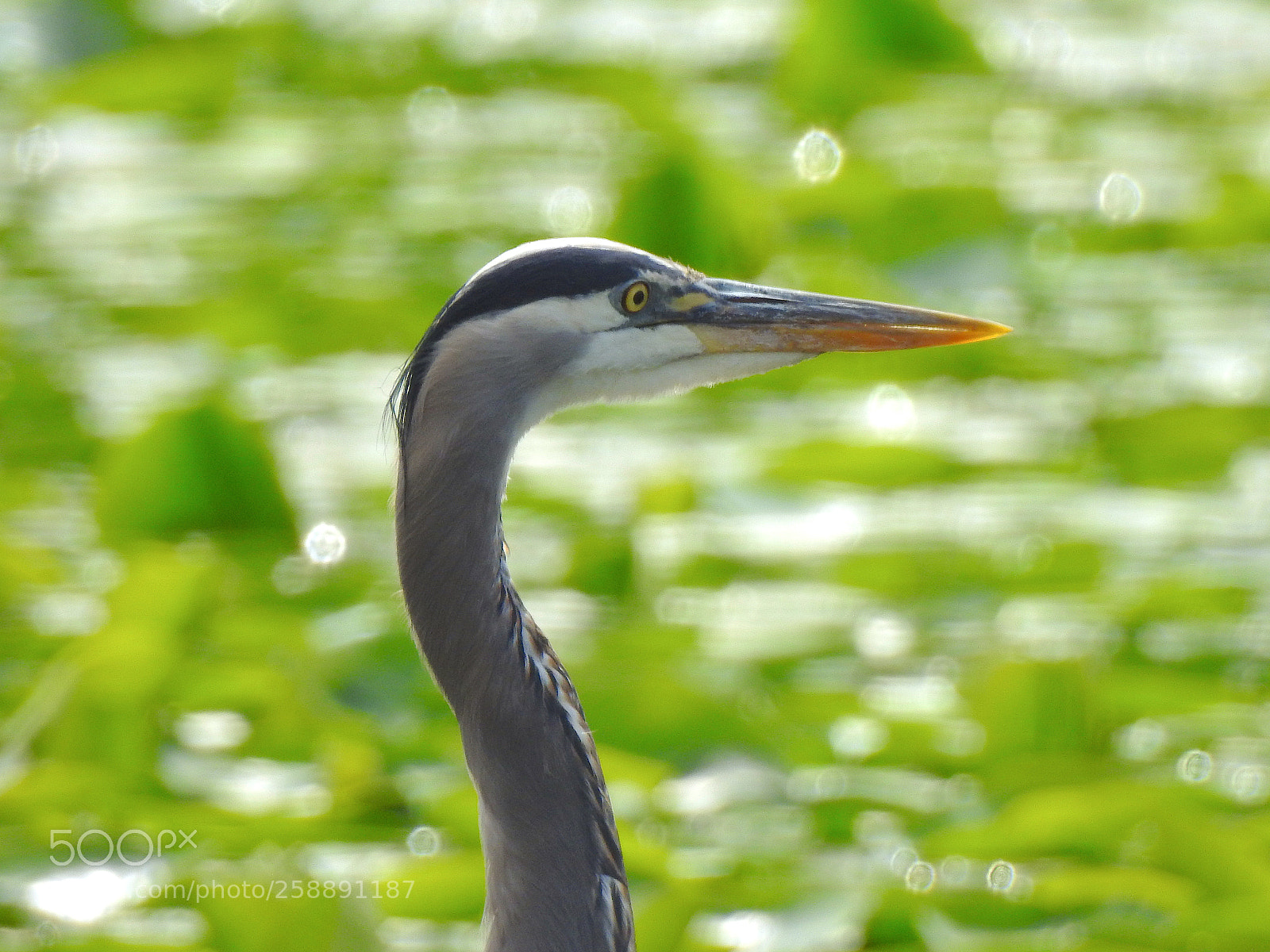Nikon Coolpix P900 sample photo. Heron photography