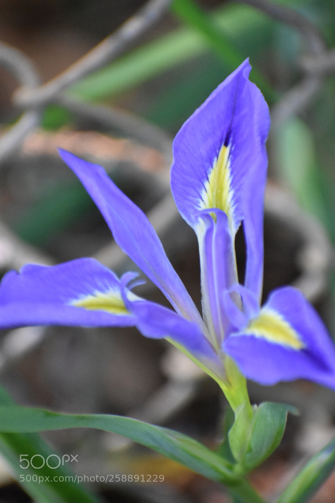 Nikon D3400 sample photo. Aunt linda's lily photography