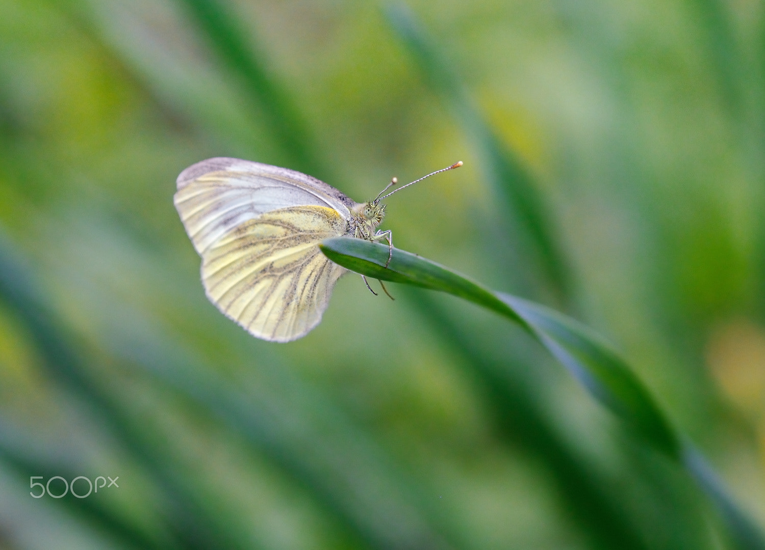 Nikon AF Micro-Nikkor 60mm F2.8D sample photo. )|( photography